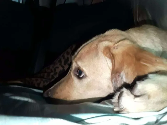 Cachorro ra a Labrador Misturado idade 1 ano nome Thor