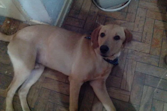 Cachorro ra a Labrador Misturado idade 1 ano nome Thor