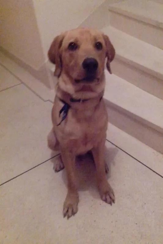 Cachorro ra a Labrador Misturado idade 1 ano nome Thor