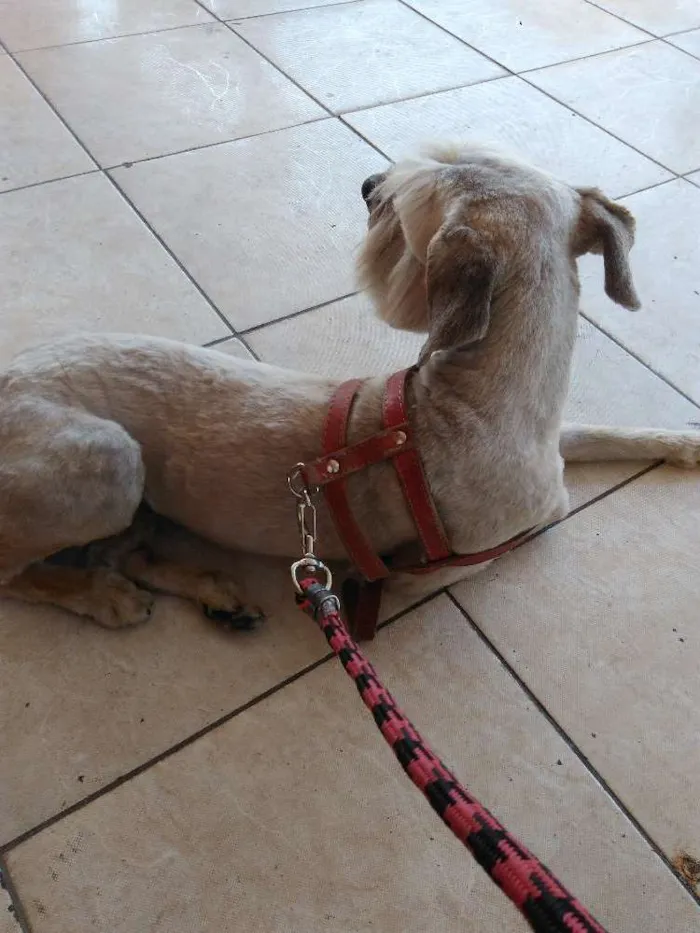 Cachorro ra a Qqq idade 1 ano nome Maylom
