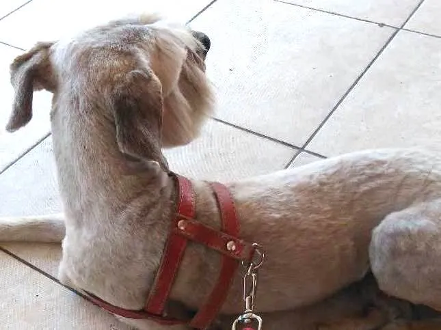 Cachorro ra a Qqq idade 1 ano nome Maylom