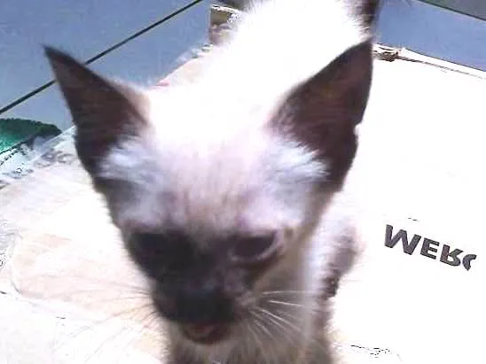 Gato ra a aparentemente siamês  idade Abaixo de 2 meses nome Sem nome
