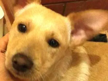 Cachorro ra a SRD idade 2 a 6 meses nome Marley
