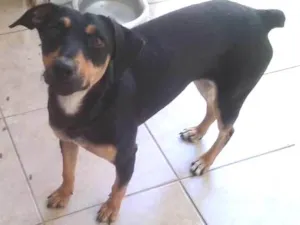 Cachorro raça SRD idade 1 ano nome Nina