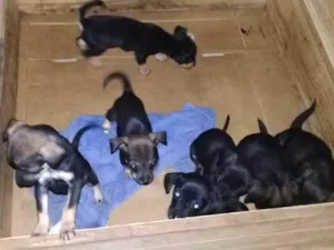 Cachorro raça Mistura idade Abaixo de 2 meses nome sem nome