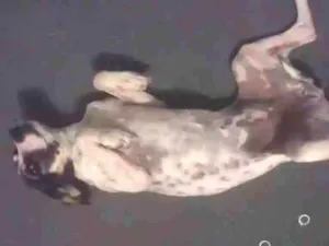 Cachorro raça Vira lata idade 1 ano nome Lily
