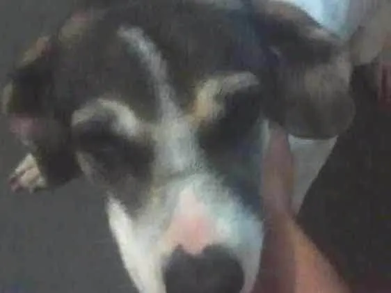 Cachorro raça Vira lata idade 1 ano nome Lily