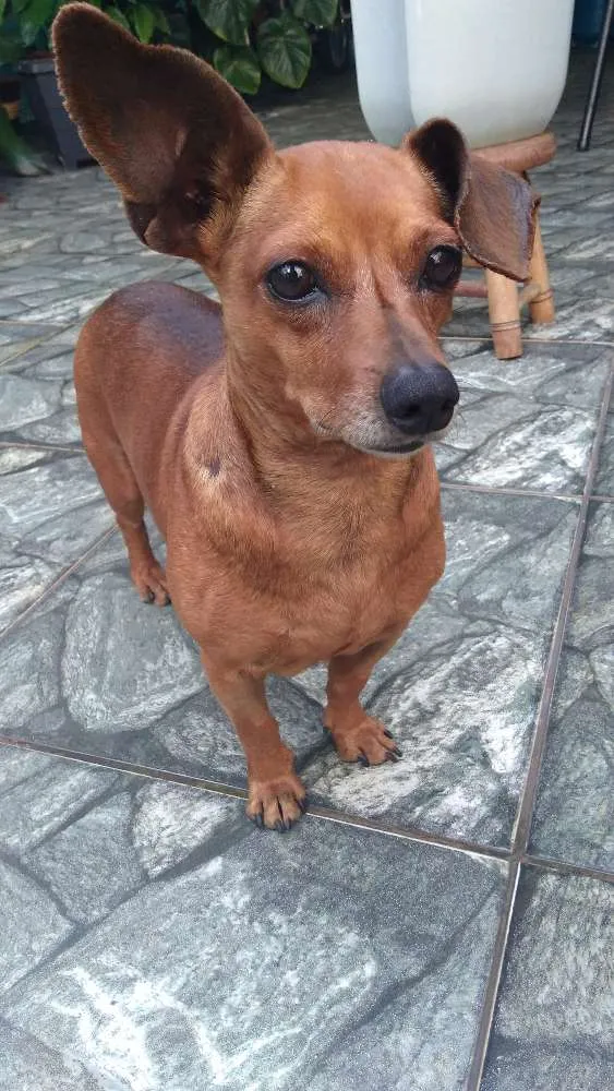 Cachorro ra a Pinscher idade 2 anos nome Nino