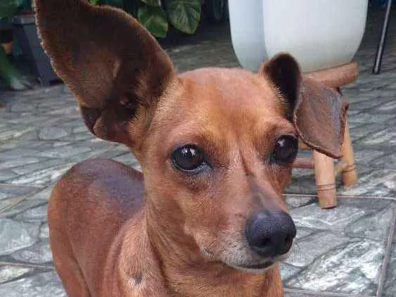 Cachorro ra a Pinscher idade 2 anos nome Nino