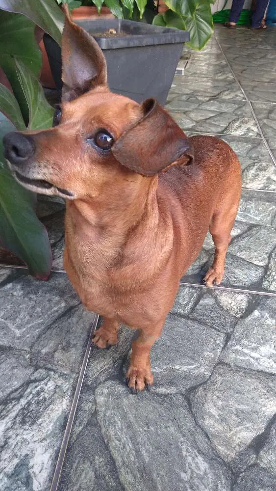 Cachorro ra a Pinscher idade 2 anos nome Nino