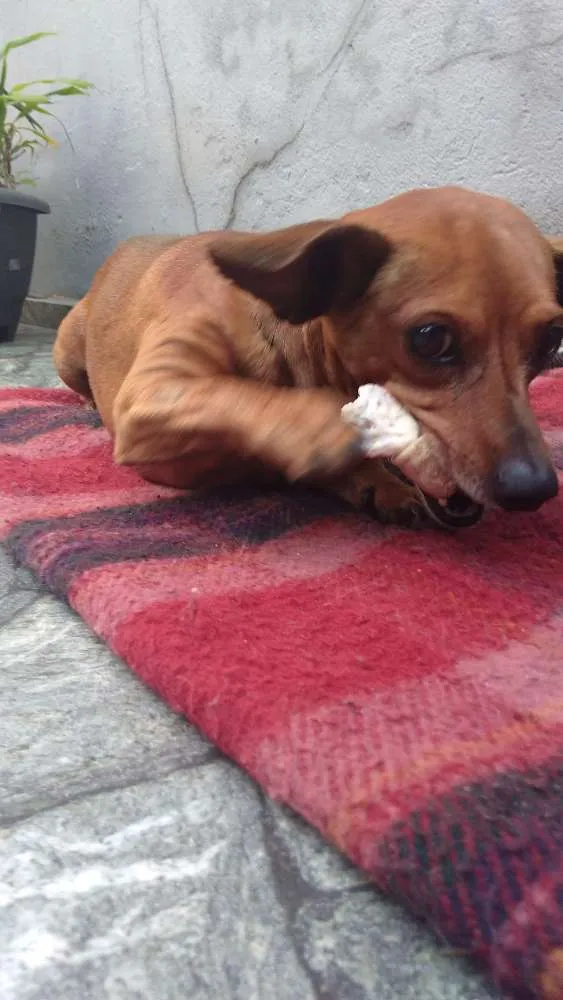 Cachorro ra a Pinscher idade 2 anos nome Nino