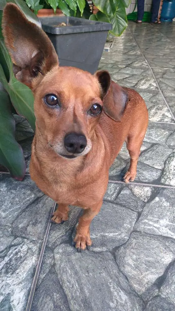 Cachorro ra a Pinscher idade 2 anos nome Nino