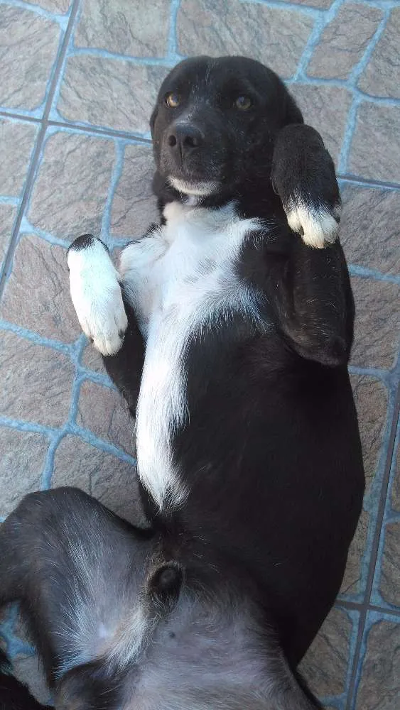 Cachorro ra a Vira-Lata idade 1 ano nome Bob