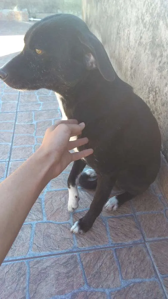 Cachorro ra a Vira-Lata idade 1 ano nome Bob
