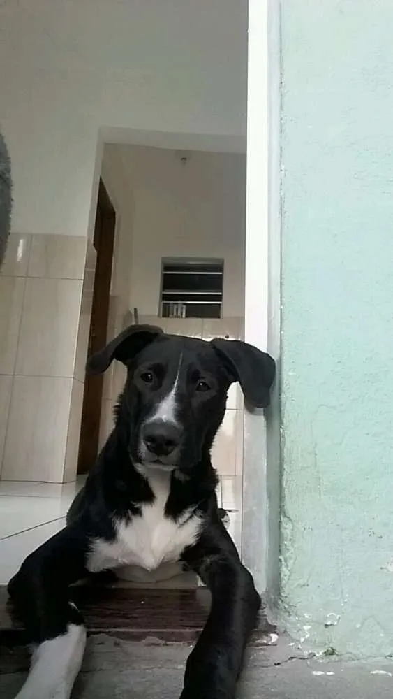 Cachorro ra a Labrador com pitbull idade 7 a 11 meses nome Jack
