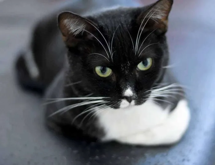 Gato ra a  idade 2 anos nome Canjica