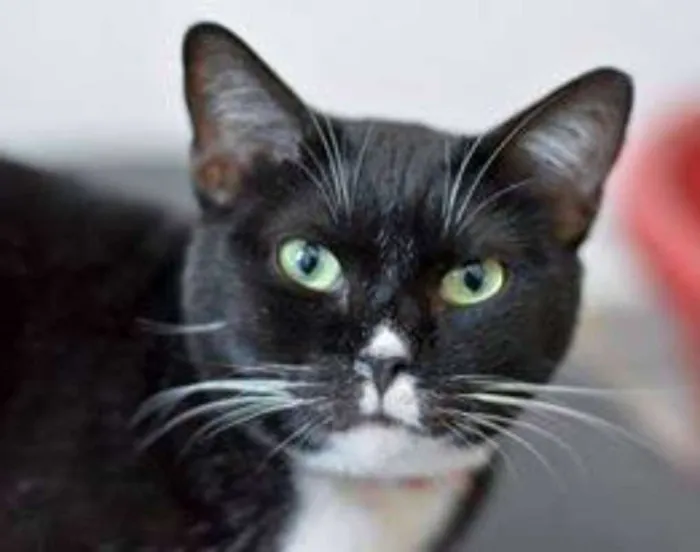 Gato ra a  idade 2 anos nome Canjica