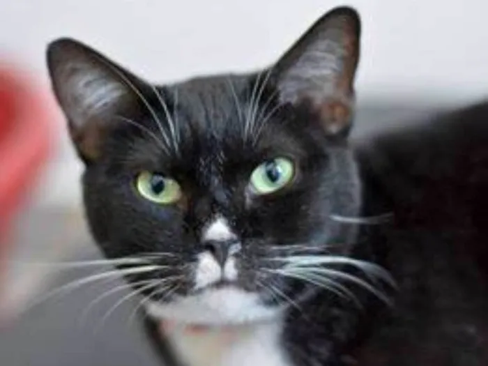 Gato ra a  idade 2 anos nome Canjica