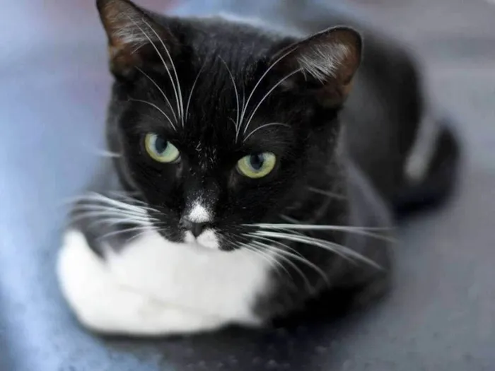 Gato ra a  idade 2 anos nome Canjica