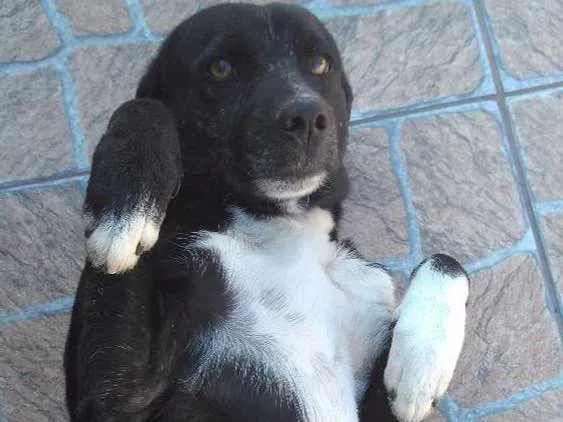 Cachorro ra a Vira-Lata idade 1 ano nome Bob