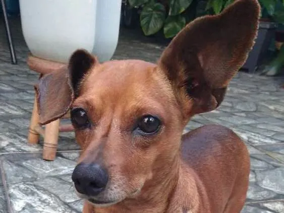 Cachorro ra a Pinscher idade 2 anos nome Nino