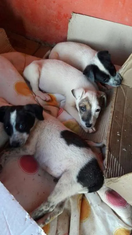 Cachorro ra a SRD idade Abaixo de 2 meses nome Filhotes SRD