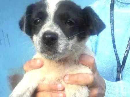 Cachorro ra a SRD idade Abaixo de 2 meses nome Filhotes SRD