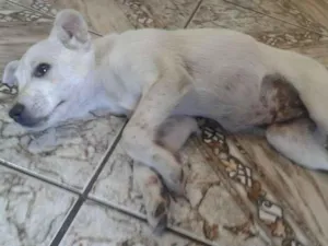 Cachorro raça vira-lata idade 2 a 6 meses nome Bob
