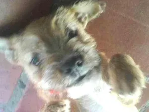 Cachorro raça vira-lata idade 2 a 6 meses nome Lupy 