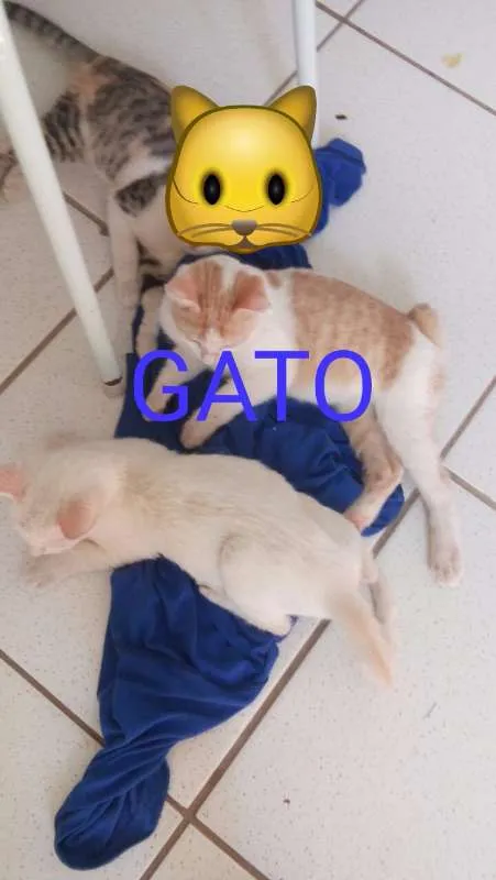 Gato ra a srd idade 2 a 6 meses nome rachada