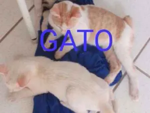 Gato raça srd idade 2 a 6 meses nome rachada