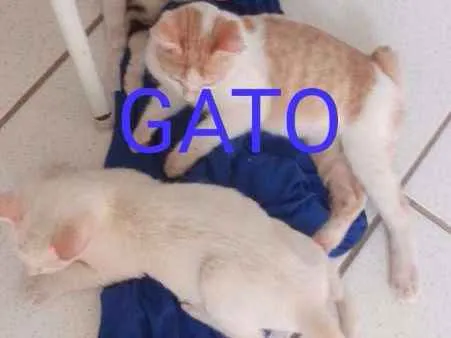 Gato ra a srd idade 2 a 6 meses nome rachada