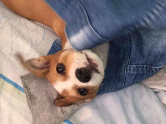 Cachorro raça Vira-Lata com Labrador idade 2 a 6 meses nome Jade