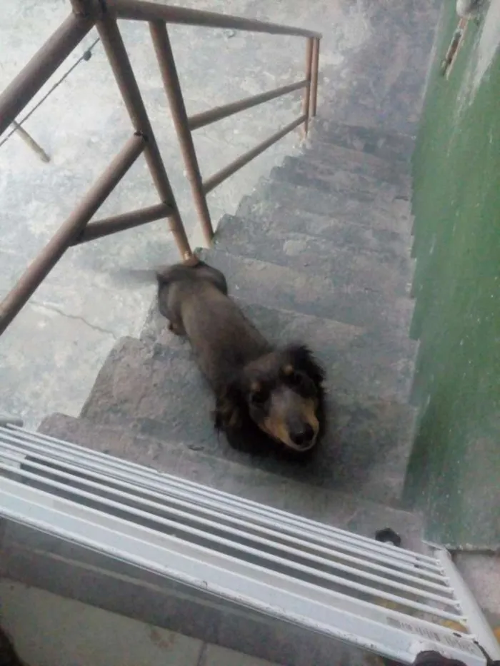 Cachorro ra a Bace idade 1 ano nome Bili