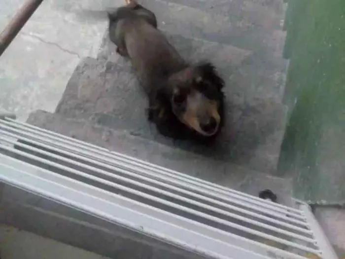 Cachorro ra a Bace idade 1 ano nome Bili