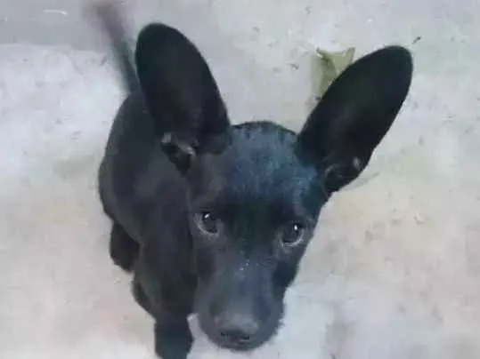 Cachorro raça  idade  nome Fred