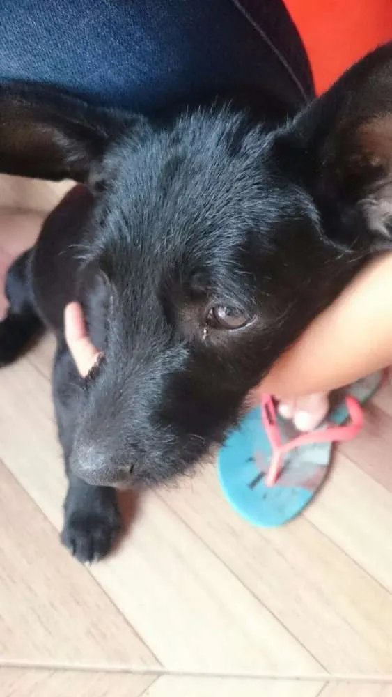 Cachorro raça  idade  nome Fred