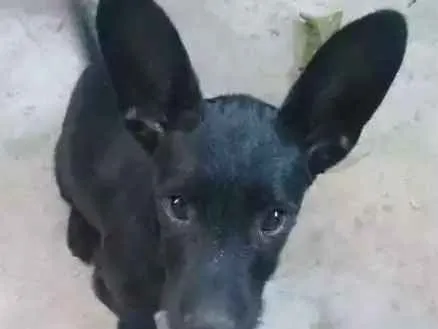 Cachorro raça  idade  nome Fred