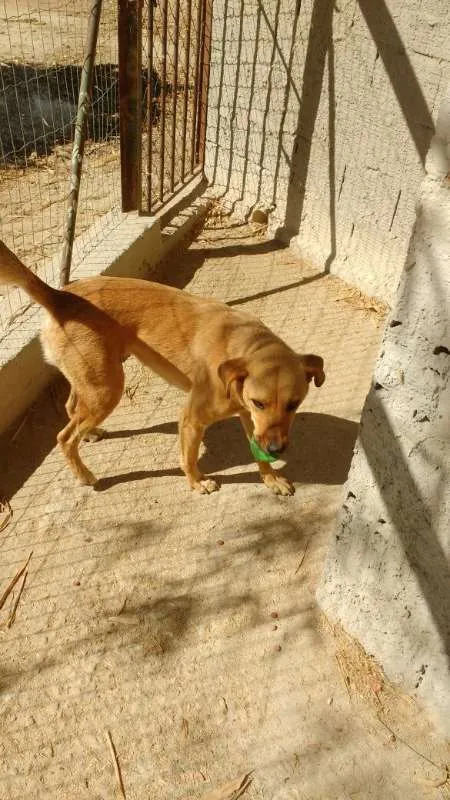 Cachorro raça indefinida idade 1 ano nome tigreza