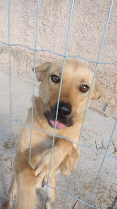 Cachorro raça indefinida idade 1 ano nome tigreza