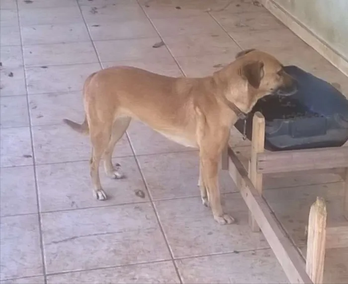 Cachorro ra a SRD idade 6 ou mais anos nome Belinha 