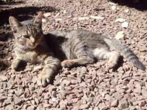 Gato raça srd idade 2 a 6 meses nome Arizona