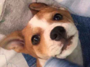 Cachorro raça Vira-Lata com Labrador idade 2 a 6 meses nome Jade