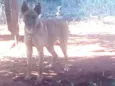 Ratinho 