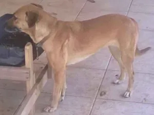 Cachorro raça SRD idade 6 ou mais anos nome Belinha 