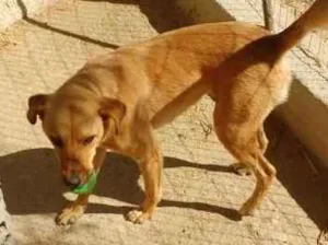 Cachorro raça indefinida idade 1 ano nome tigreza