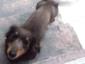 Cachorro raça Bace idade 1 ano nome Bili