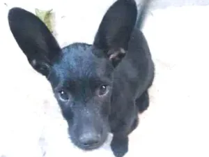Cachorro raça  idade  nome Fred