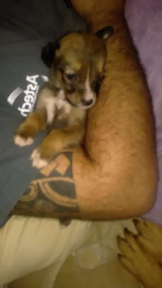 Cachorro ra a SRD idade Abaixo de 2 meses nome Sem nome definido