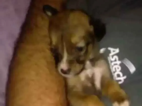 Cachorro ra a SRD idade Abaixo de 2 meses nome Sem nome definido
